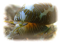   Found off beach Fort Lauderdale.... Fingerprint Cyphoma...heres lookin you Lauderdale Cyphoma...here's Cyphomahere's Cyphoma here's  